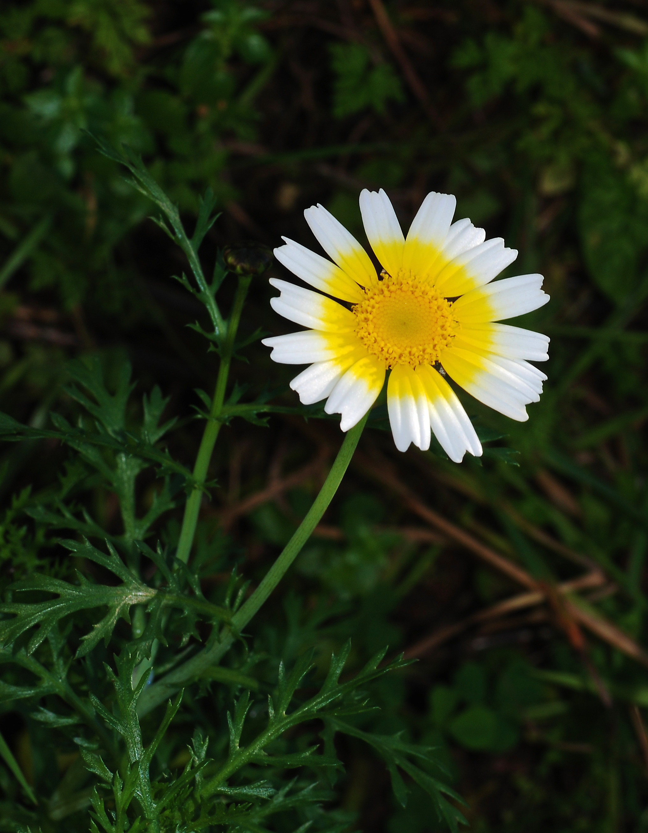Crown Daisy with yellow-ringed white petals